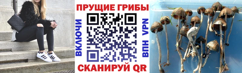 Псилоцибиновые грибы мухоморы  Суджа 
